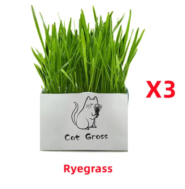 Organic Cat Grass