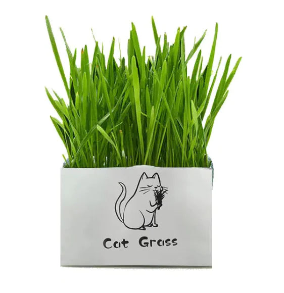 Organic Cat Grass