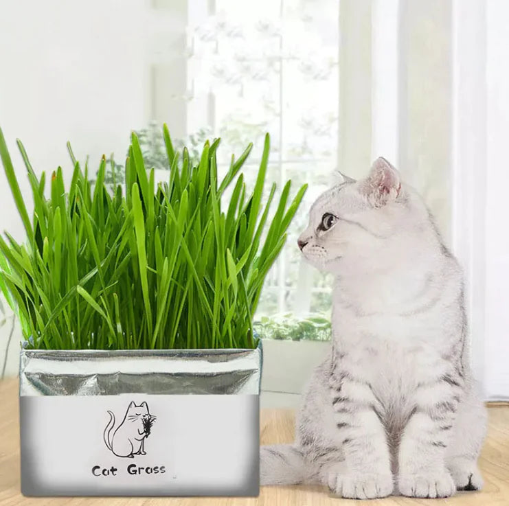 Organic Cat Grass