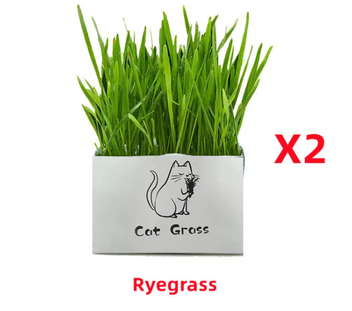 Organic Cat Grass